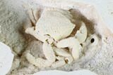 Fossil Crab (Potamon) Preserved in Travertine - Turkey #145056-3